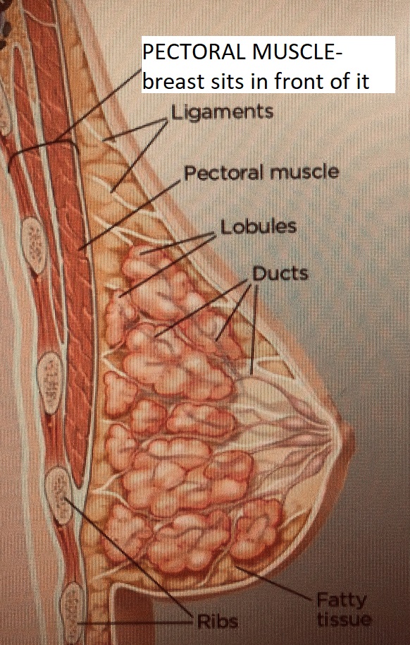 Keep your boobs FIRM & PERKY! does uneven breasts matter? standing